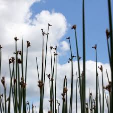 Image result for Schoenoplectus muricinux