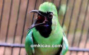 Burung cucak ijo cukup populer di indonesia sendiri yang ikut meramaikan dunia para kicau mania, karena suara khas yang dimiliki oleh burung menjadikan daya tarik tersendiri, yang memiliki suara kicauan yang ngerol yang menjadikan suara khasnya di cintai oleh para kicau mania. Membuat Racikan Jamu Untuk Cucak Hijau Agar Tampil Lebih Maksimal Om Kicau