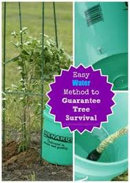 In this episode of growing wisdom dave informs up of proper water techniques for recently transplanted evergreens when approaching fall and winter. 39 Tree Transplanting Ideas Tree Transplanting Transplant Plants