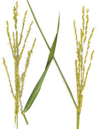 Image result for Oryza longistaminata