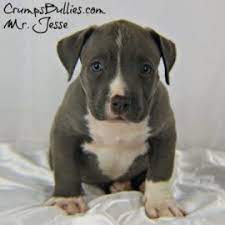 Get matched with a pupper from a responsible american bully breeder near you. Xl Xxl Pitbull Puppies For Sale Blue American Bully Xl