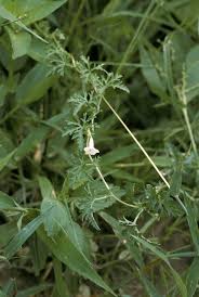 Image result for Ipomoea coptica