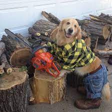Heartfelt Tribute To Golden Bailey Creator Of Funny Dog Memes