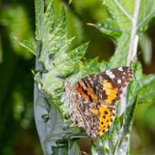 Image result for Berkheya bipinnatifida