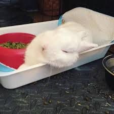 Image result for tbn:nuNU7FPK4A54yM::rvforsaleguide.com/images/bunny-resting-picture.jpg