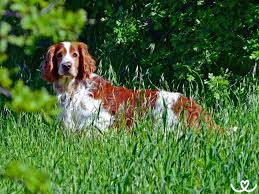 Image result for velššpringršpaněl