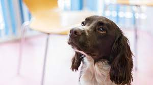 Contact any of our locations today! Dunbar Surgery Vets In Dunbar Links Vet