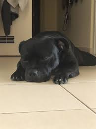 Pin Kangaroomz In 2020 Pitbull Terrier Staffy Dog Dog Breeds