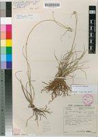 Image result for Lipocarpha chinensis