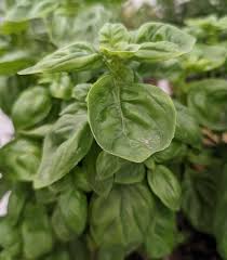 Image result for Ocimum basilicum