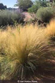 Image result for Polystachya tenuissima