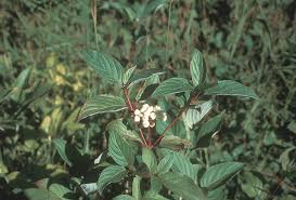 Image result for Sorindeia rhodesica