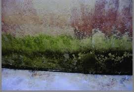 Mould And Fungus On The Wall Of Toilet Download Scientific Diagram