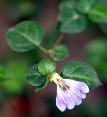 Image result for Sclerochiton vogelii