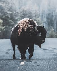 Breathtaking Portraits Of Wild Animals By Donal James Boyd Wild Animals Photography Animals Wild Animal Photography