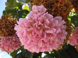 Image result for Dombeya