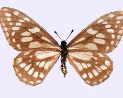 Image result for Disa brevicornis