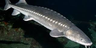 sturgeon weight age chart