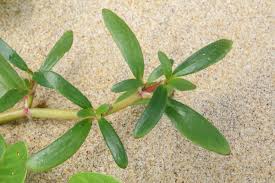 Image result for Sesuvium portulacastrum