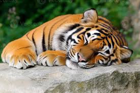 A tiger sleeping on a rock in the wild 65826595 Stock Photo at Vecteezy