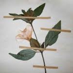 Image result for Ruspolia sp. no. 1 (Biegel 5407)