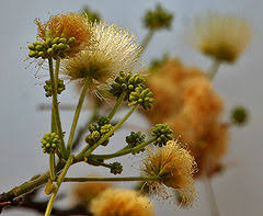 Image result for Mimosa mossambicensis