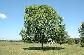 Image result for Ulmus parvifolia