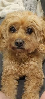 Lost 5-year-old girl in Papamoa East