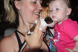 Kooikerhondjes at Seattle Kennel Club today and tomorrow