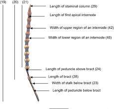 Image result for Gnetum