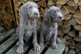 Image result for slovenský ohař hrubosrstý