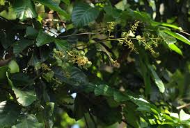 Image result for Aporrhiza