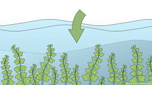We inspire readers to support and celebrate the growers, producers, chefs, restaurants, food artisans and other local businesses in our community. How To Test If A Plant Is Edible 15 Steps With Pictures
