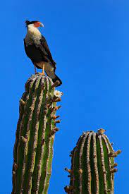 All plants that grow in the desert, including cacti, develop unique characteristics that help them to survive the during the prolonged periods of a dry spell, other desert plants tend to drop their leaves and the other essential feature of the cactus that helps it to survive in deserts is the thick cuticle. Crested Caracara 1 Baja California Nature Photos Bald Eagle