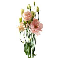Wholesale flowers direct to public uk. Lisianthus Sabrina Orange Cut Weddings Flower Suppliers Wholesale Flowers Direct