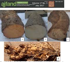 Image result for Dioscorea praehensilis