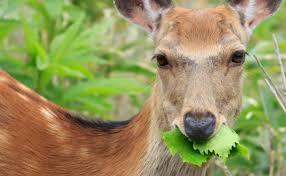 The types of deer repellents and how they work. Keep Deer From Eating Landscape Plants Home Garden And Homestead