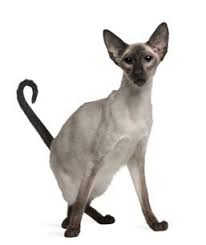 Learn everything about balinese cat, including health and care information. Top 10 Hypoallergenic Cats Bow Wow Pet Insurance