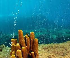 The island lived up to our expectations. Gc84z99 Champagne Reef Multi Cache In Dominica Created By Ar Team