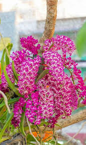 Image result for Aerangis ugandensis