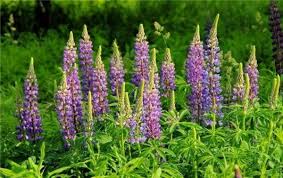 Darum Sollte Man Lupinen Essen Wichtige Grunde Und Praktische Tipps Lupinenmehl Lupinensamen Lupinen