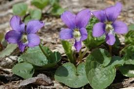Other celebrations are planned in england and the netherlands, where the pilgrims were living in exile until their voyage,56. Growing Violets Wild Violets Flowers In The Garden