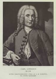 Image result for Aloe luapulana