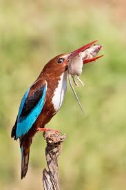 White Throated Kingfisher By Roy Avraham 500px In 2020 Eisvogel Vogel Als Haustiere Wildvogel