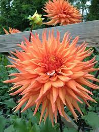 Creamsicle Spike 8 Inch Orange Dahlia Alpha Dahlias Dahlia Dahlias Garden Cottage Garden Plants