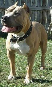 Pitbull (pit) token tracker on bscscan shows the price of the token $0.00, total supply 100,000,000,000,000,000, number of holders 248,054 and updated information of the token. 9 Buckskin Pitbulls Ideas Pitbulls American Pitbull Terrier Pitbull Terrier