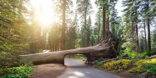 Fifty years later, on march 4, 1940, congress established kings canyon national park, which is adjacent to the north boundary of sequoia. What To Do In Sequoia Kings Canyon National Parks Visit California