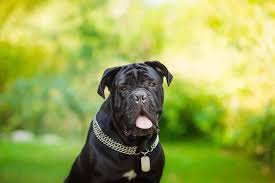Mar 15, 2021 · ear cropping is the practice of removing parts of the dog's ear. Understanding The Cane Corso Temperament Trainable Stable Calm