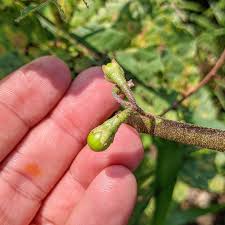 Image result for Solanum anguivi