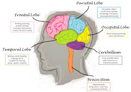 Human Brain Functions Chart Human Brain